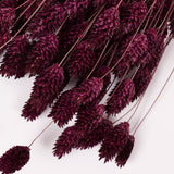 Phalaris, (Canary Grass), Dried, Prune