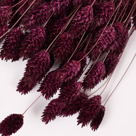 Phalaris, (Canary Grass), Dried, Prune