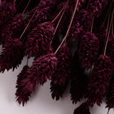 Phalaris, (Canary Grass), Dried, Prune