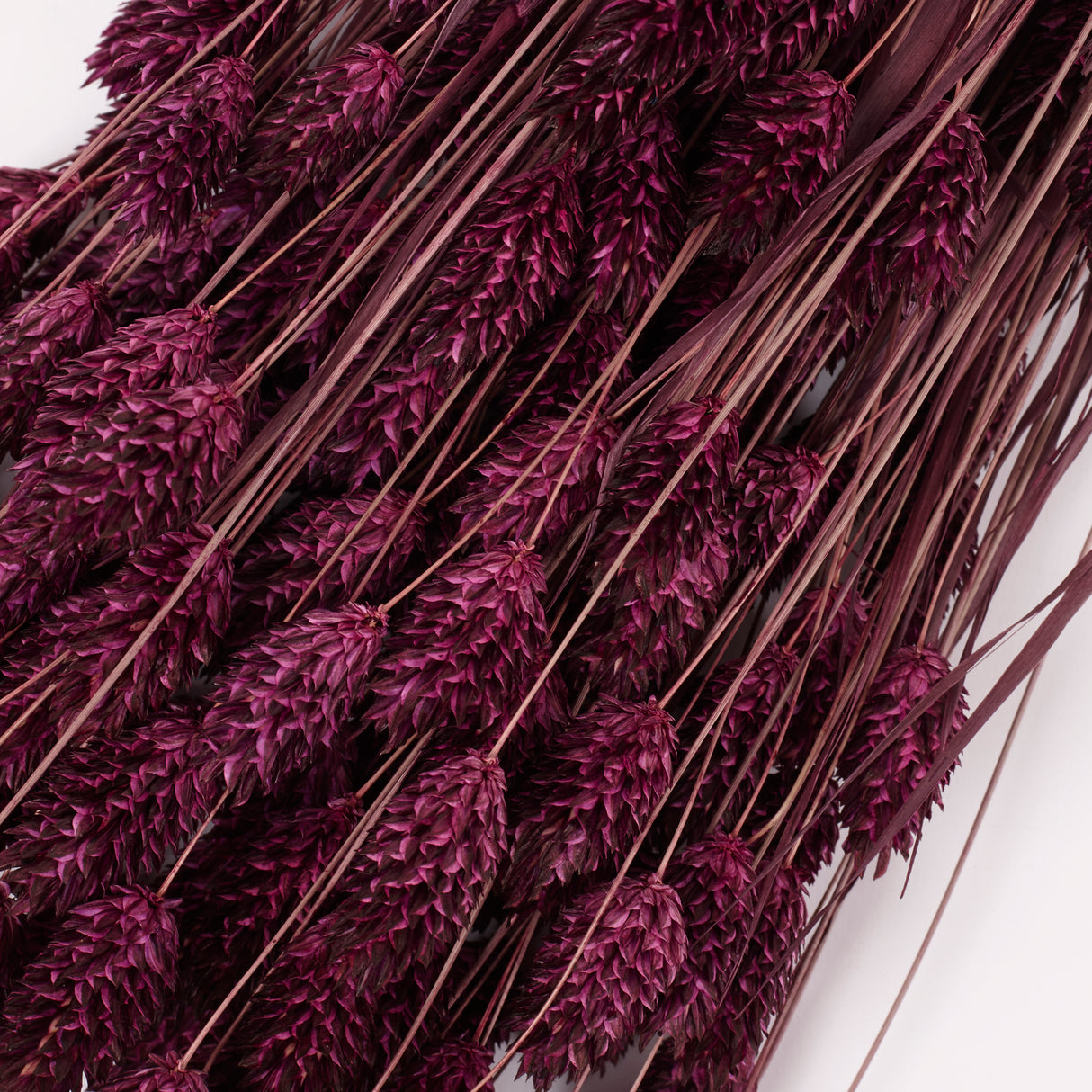 Phalaris, (Canary Grass), Dried, Prune