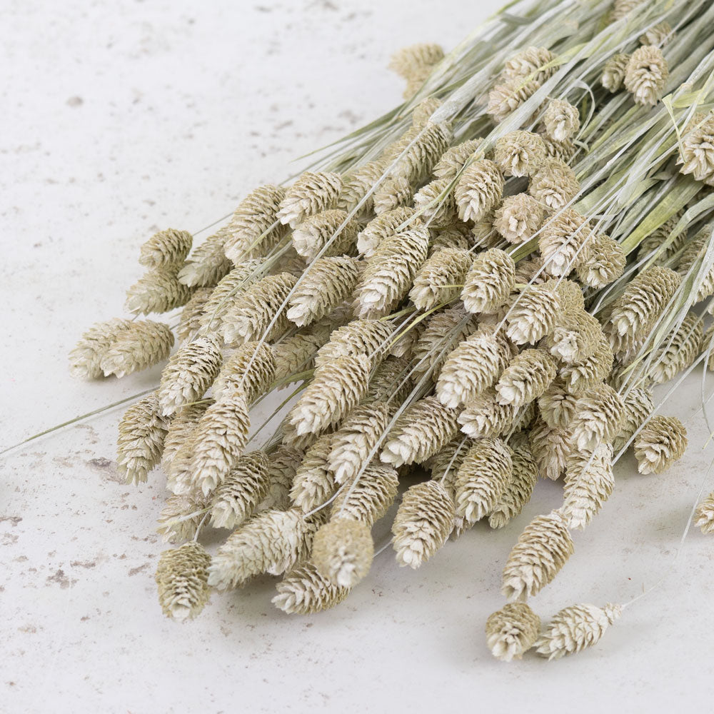 Phalaris, (canary grass), White Misty