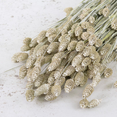 Phalaris, (canary grass), White Misty