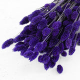 Phalaris, (canary grass), Purple