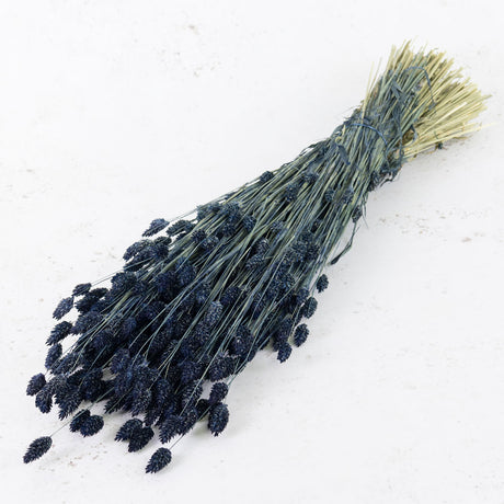 Phalaris, (canary grass), Dark Blue