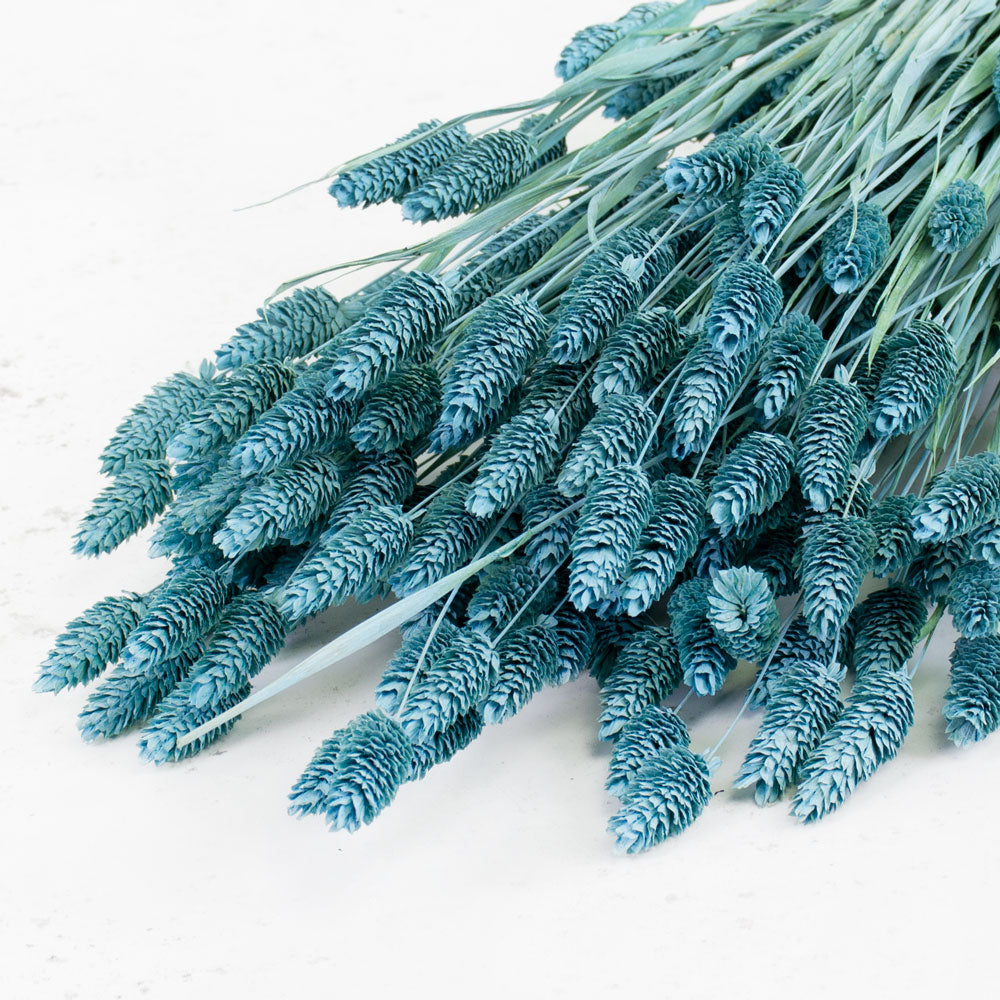 Dried Phalaris, (Canary Grass), Blue Misty, Bunch