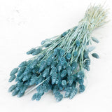 Dried Phalaris, (Canary Grass), Blue Misty, Bunch