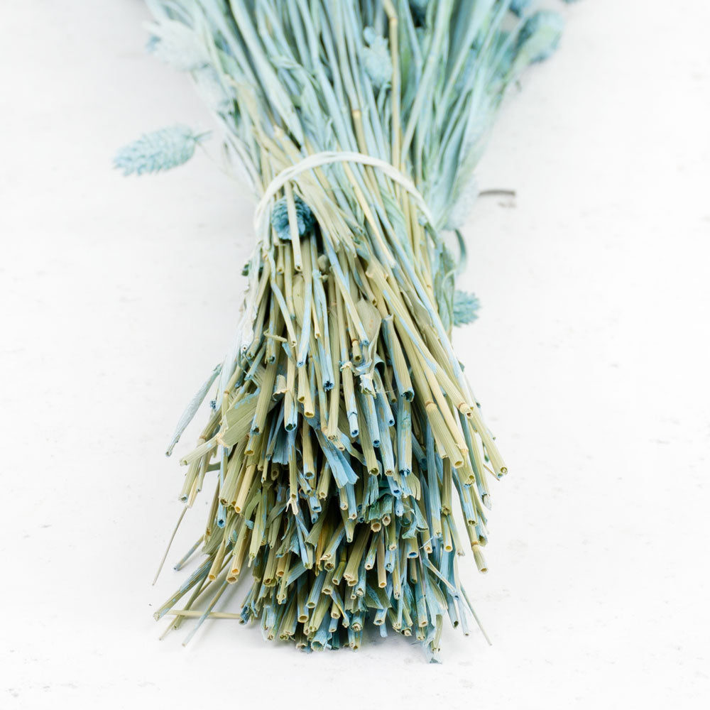Dried Phalaris, (Canary Grass), Blue Misty, Bunch