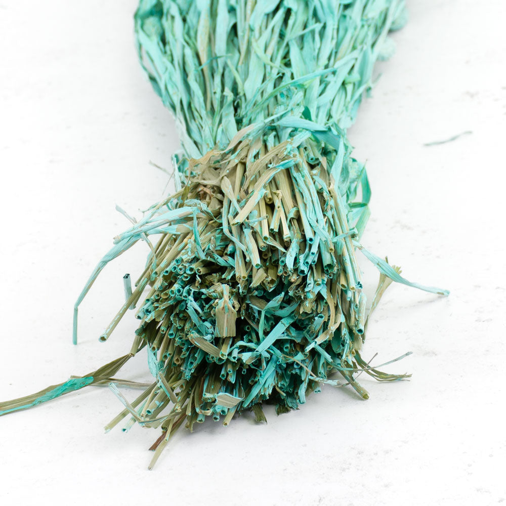 Phalaris, (canary grass), Blue Aqua