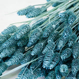 Dried Phalaris, (Canary Grass), Blue Misty, Bunch