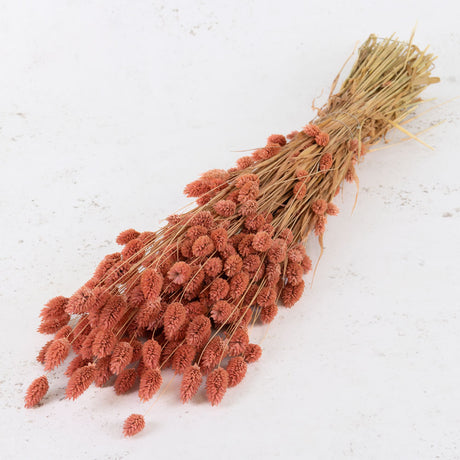 Phalaris, (canary grass), Pink