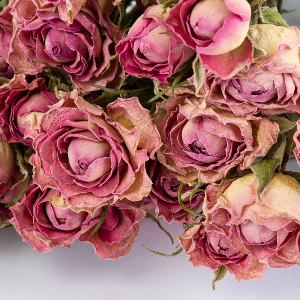 Roses, Spray, Dried, Natural Light Pink, x 10 Stems – Atlas Flowers