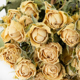 Close up detail of the flowers within bunch of dried white spray roses.