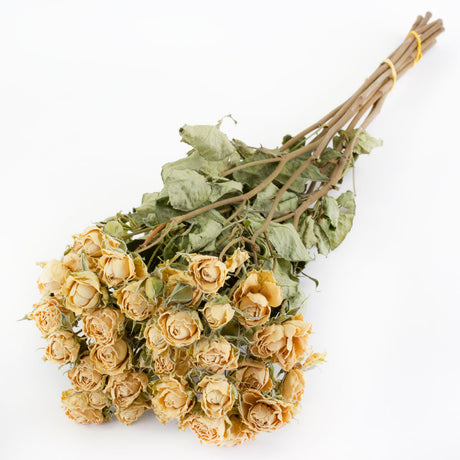 a bunch of dried white roses, which have an intensified, cream colour