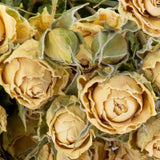 a bunch of dried white roses, which have an intensified, cream colour