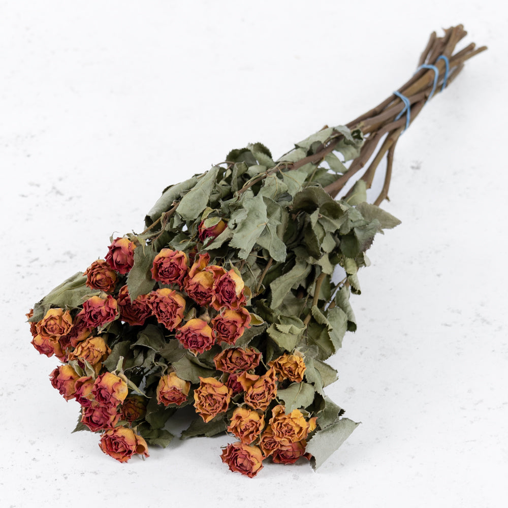 Dried Spray Roses Natural Orange Bunch