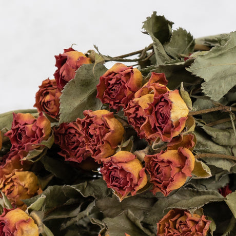 Dried Spray Roses Natural Orange Bunch