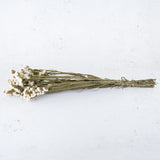 Statice Sinuata, Dried, Natural White