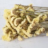 Statice sinuata, Dried, Natural Yellow