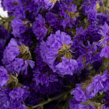 Statice sinuata, Natural Blue