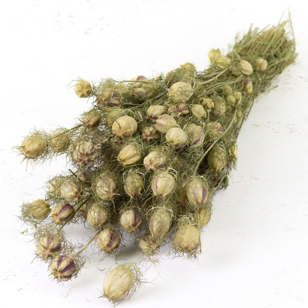 Nigella-Pod,-Natural-Green