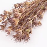 Nigella Orientalis, Dried, Natural Green