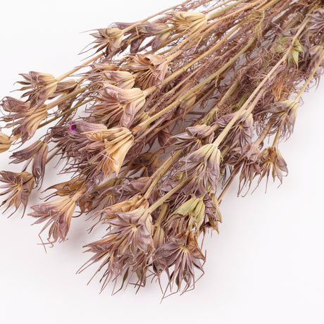 Nigella Orientalis, Dried, Natural Green