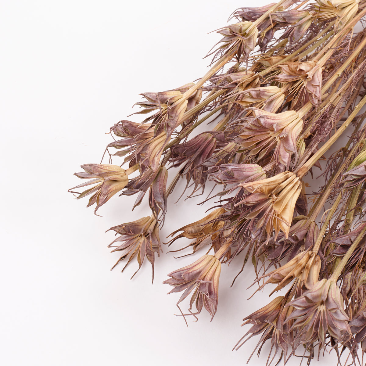 Nigella Orientalis, Dried, Natural Green