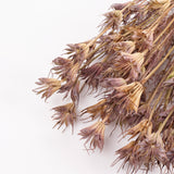 Nigella Orientalis, Dried, Natural Green