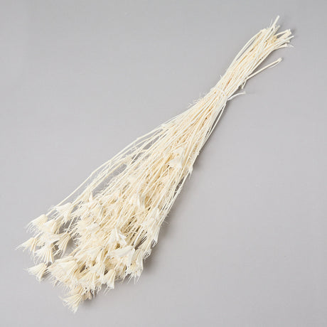 This image shows a bunch of bleached Nigella Orientalis. It is a creamy white colour, with delicate flowers on the end of spindly stems.