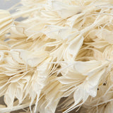 This image shows a bunch of bleached Nigella Orientalis. It is a creamy white colour, with delicate flowers on the end of spindly stems.