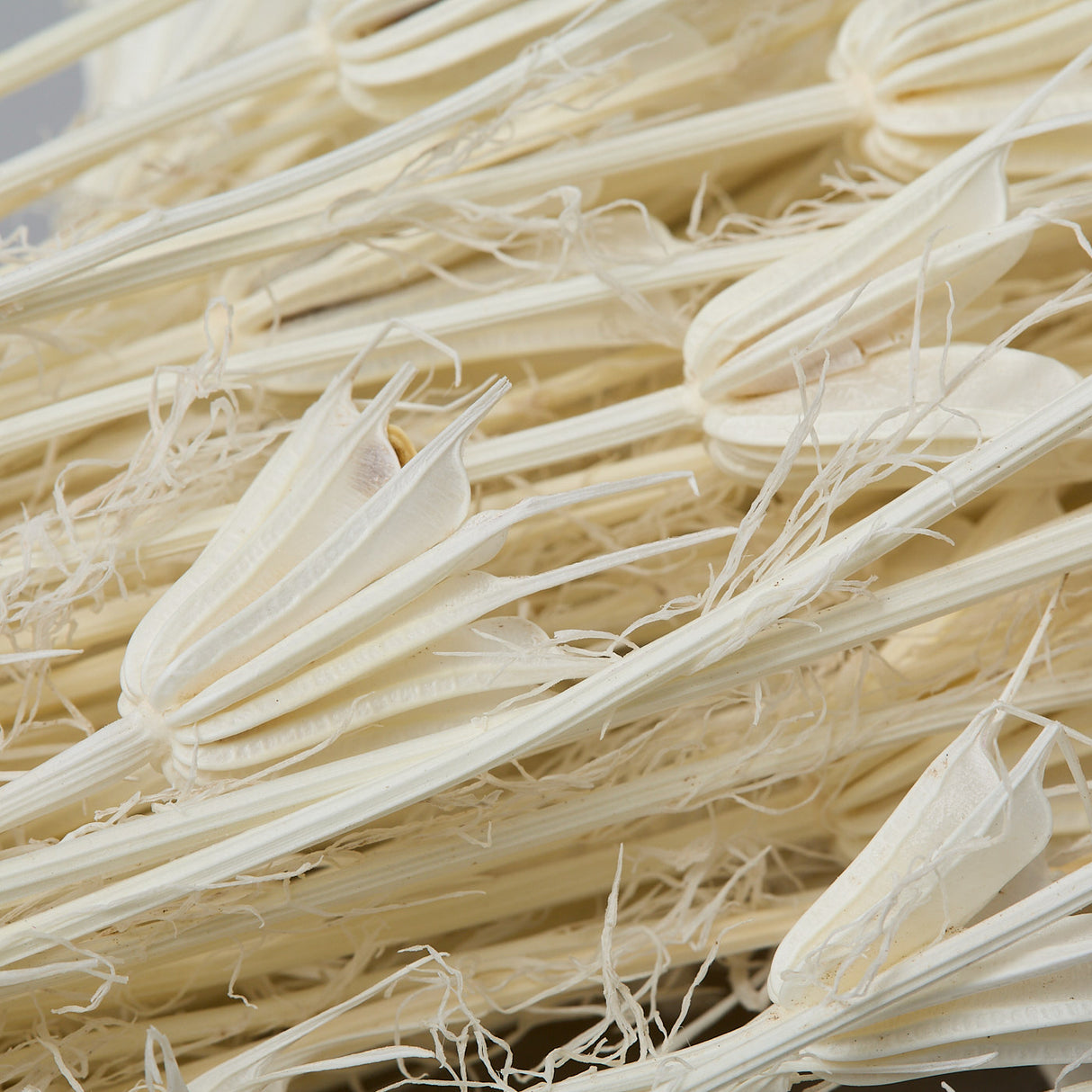 This image shows a bunch of bleached Nigella Orientalis. It is a creamy white colour, with delicate flowers on the end of spindly stems.
