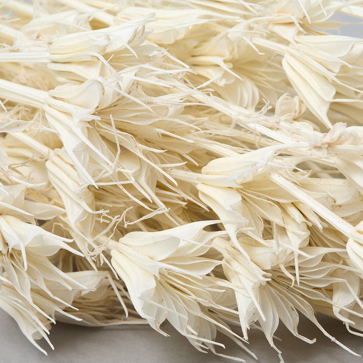 This image shows a bunch of bleached Nigella Orientalis. It is a creamy white colour, with delicate flowers on the end of spindly stems.
