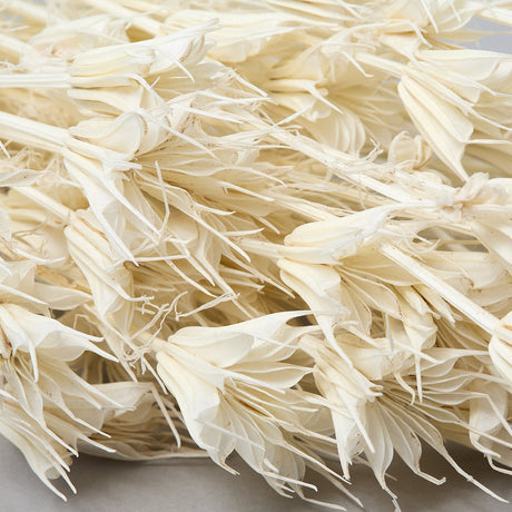 This image shows a bunch of bleached Nigella Orientalis. It is a creamy white colour, with delicate flowers on the end of spindly stems.