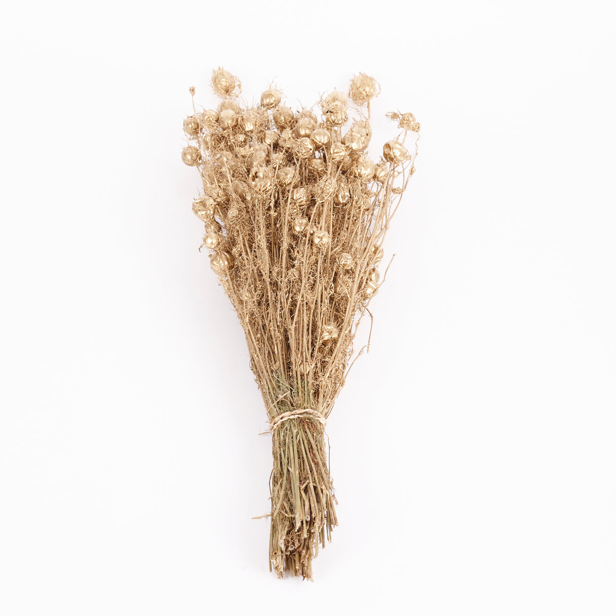 Nigella Pod, Dried, Dyed Gold