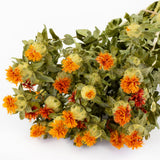 a bunch of orange carthamus against a white background