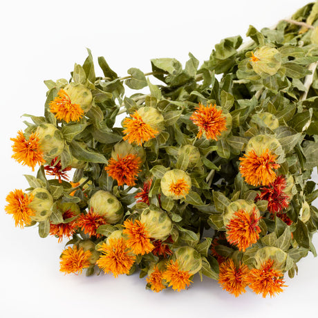 a bunch of orange carthamus against a white background