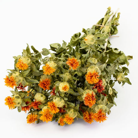 a bunch of orange carthamus against a white background