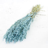 Oats, (Avena), Blue Misty, Bunch