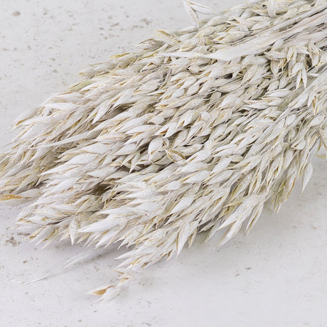Oats, (Avena), White Misty, Bunch