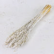 Oats, (Avena), White Misty, Bunch