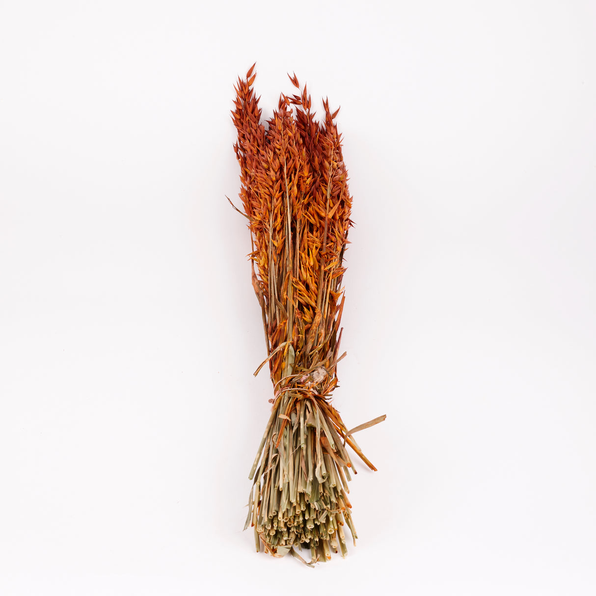Oats, (Avena), Dried, Teak, Bunch