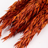 Oats, (Avena), Dried, Teak, Bunch