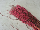 Oats, (Avena), Dried, Dark Pink, Bunch