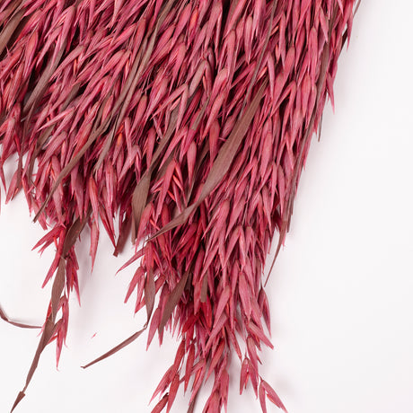 Oats, (Avena), Dried, Dark Pink, Bunch