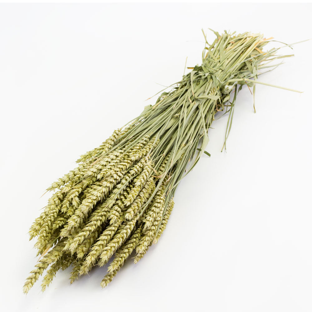 a bunch of naturally green wheat against a white background