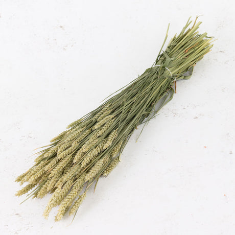 Wheat, (Triticum), Natural Green