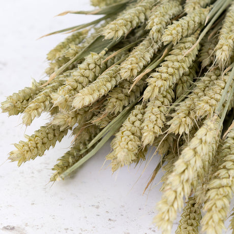 Wheat, (Triticum), Natural Green