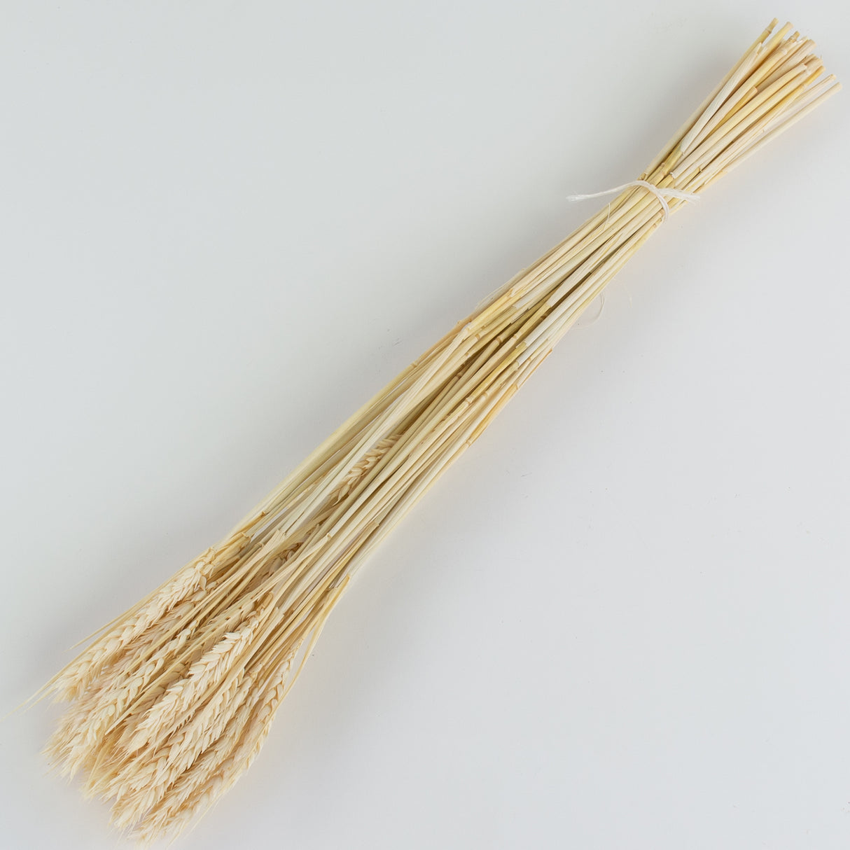 This is an image of a bunch of bleached white wheat, or tarwe, laid on a white background.