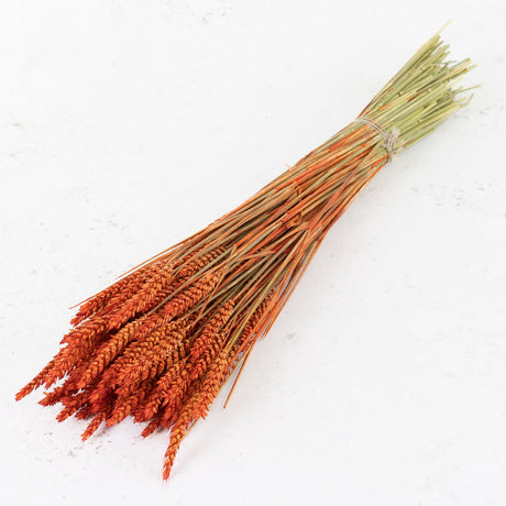 Wheat, (triticum), Burnt Orange