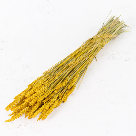 Wheat, (triticum), Yellow